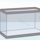 Een baba waterschildpad versorgen
