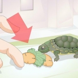 'N babyschildpad voer
