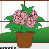 Sorg vir 'n begonia