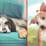 Een beroerte by honde behandel