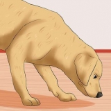 Een beroerte herkennen by honde