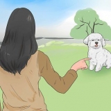 Een bichon frisé trainen