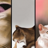 Een byensteek by 'n kat behandel