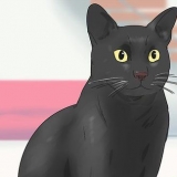 Een bombay kat identifiseer