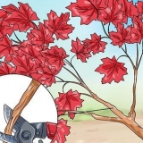 Maak 'n bonsaiboom van japannese esdoorn