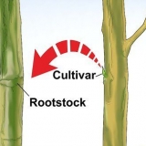Die ent van 'n boom