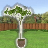 Plant 'n boom