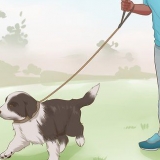 Een border collie puppy trainen