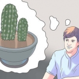 Verpot 'n kaktus