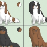 Een cavalier king charles spaniel uitkiezen