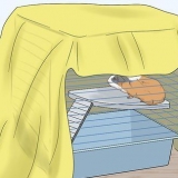 Een cavia vasthouden