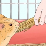 Een cavia uitvoer