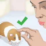 Een cavia wassen