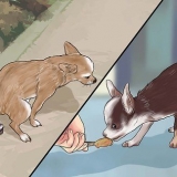 'N chihuahua maak 'n mens