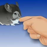 Een chinchilla vasthouden