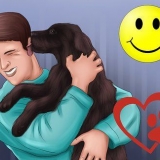 Een chocolate labrador koop