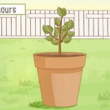 Versorging van 'n suurlemoenboom