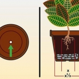 Versorging van 'n croton