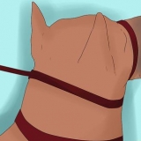 Een dobermannpincher trainen
