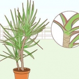 Die versorging van 'n dracaena