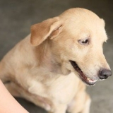 Een droge huid by honde verzachten