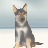 Een duitse herder pup kies