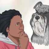 Een dwergschnauzer opvoeden