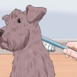 Een dwergschnauzer trimmen