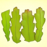 Kweek 'n epiphyllum cactus