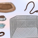 Een ekstra hond in huis neem