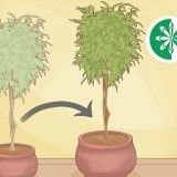 Verpot 'n ficusboom