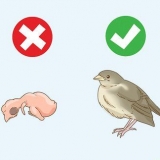 Een gevalle nestvlieder help
