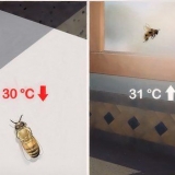 Een gewond honingbij verzorgen