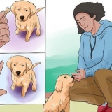 Een golden retriever puppy trainen