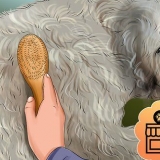 Een goldendoodle versorgen