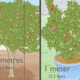Plant 'n granaatboom