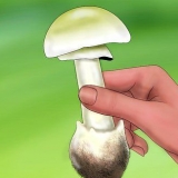 Herken 'n groen knolmaniet