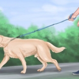 Een groot speelse hond kalmeren