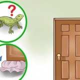 Een hagedis in huis vangen