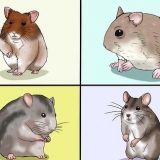 Een hamster kies
