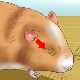 Een hamster met 'n dicht oog help