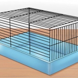 Een hamster temmen