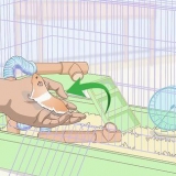 Een hamster trucjes leer