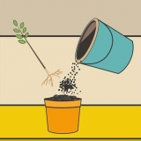 Versorging van 'n hibiskusplant