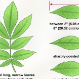 Identifiseer 'n hickory boom