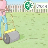 Maak 'n stamperige grasperk gelyk