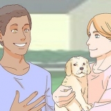 Een hond aaien