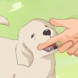 Een hond afleren om te byten