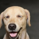 Een hond afleren om teen mense op te spring