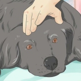 Een hond die op sterven lig bystaan